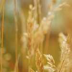 COPY—-Gã khổng lồ nội thất IKEA lên kế hoạch vào Việt Nam?